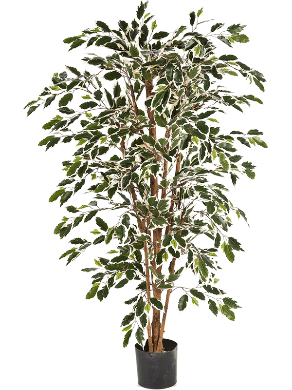 Ficus nitida Var. Branched - Foto 57777