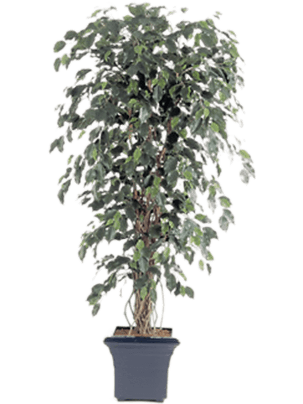Ficus liana exotica Branched - Foto 57781