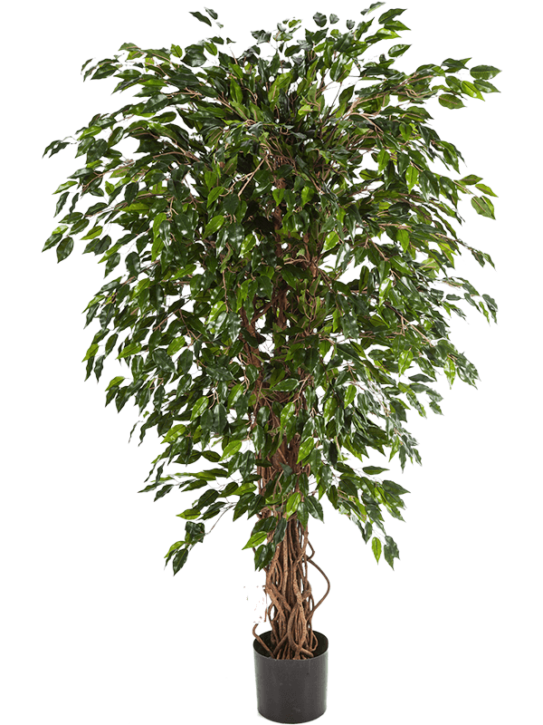 Ficus hawaiian liana Branched - Foto 57783