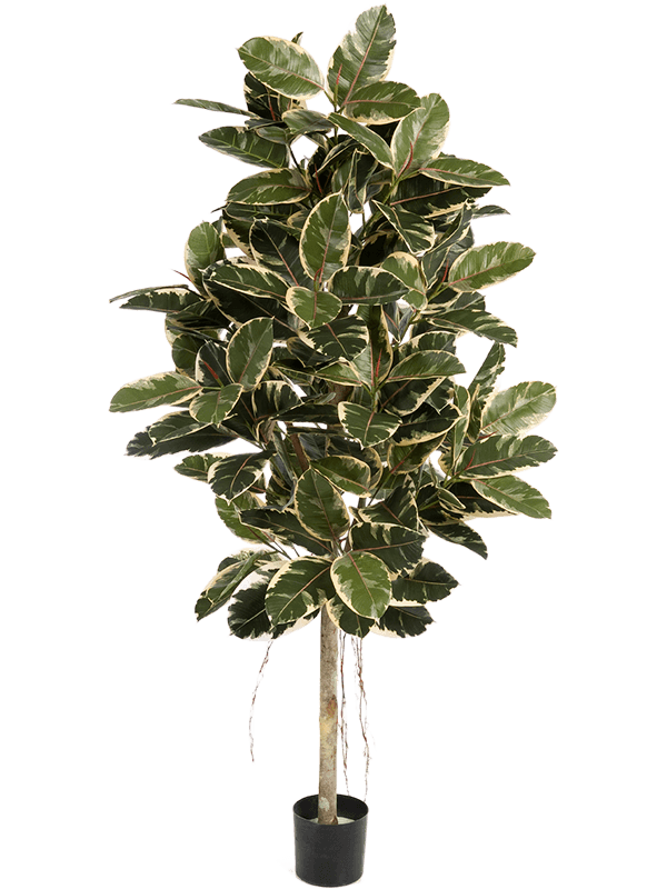 Ficus elastica Var. Branched - Foto 57793