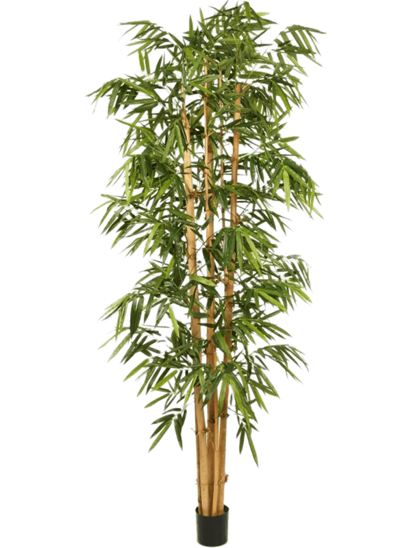 Bamboo New giant Branched Typ 2 - Foto 57811