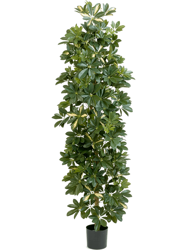 Schefflera Var. Column - Foto 57826