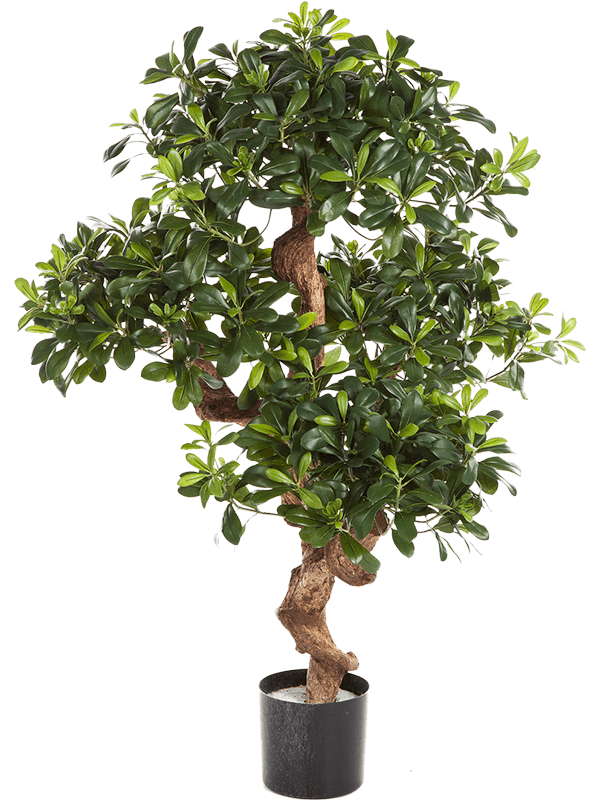 Pittosporum mountain Branched - Foto 57835