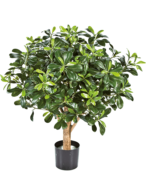 Pittosporum Ball - Foto 57836