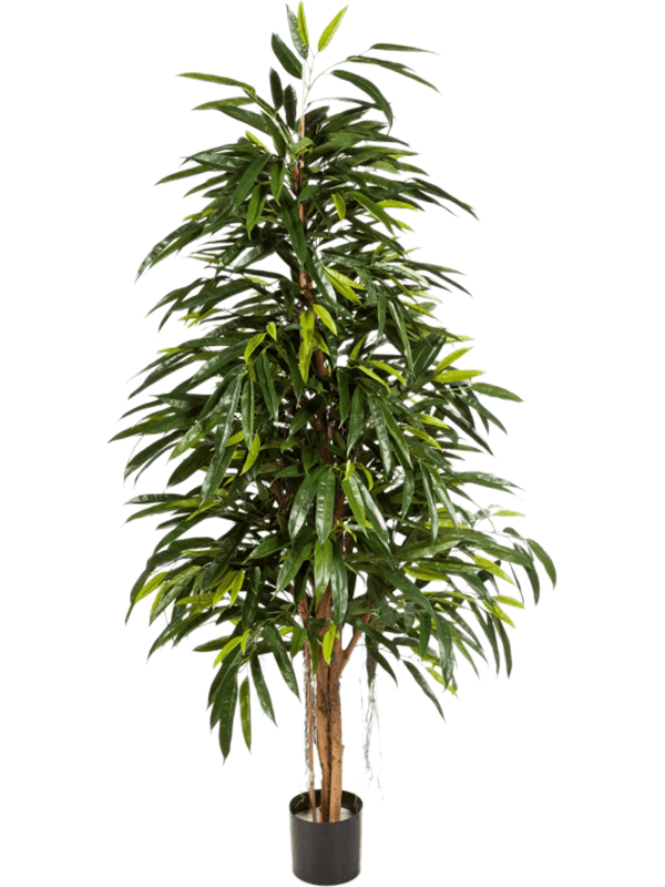 Ficus longifolia Pyramid - Foto 57860