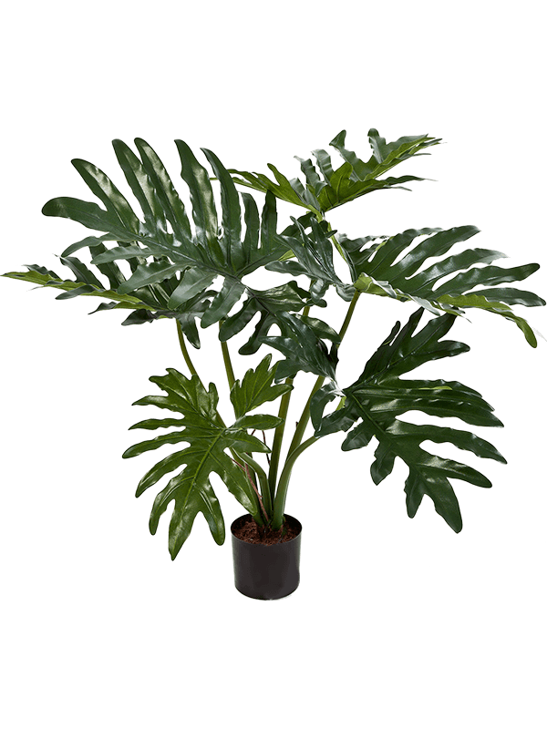 Philodendron Bush (6 lvs.) - Foto 57862