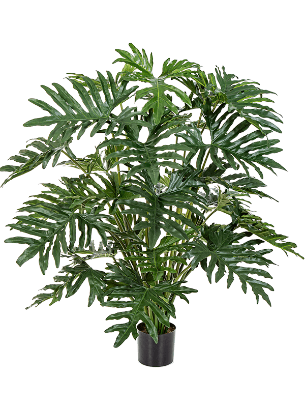 Philodendron Bush (30x) - Foto 57864