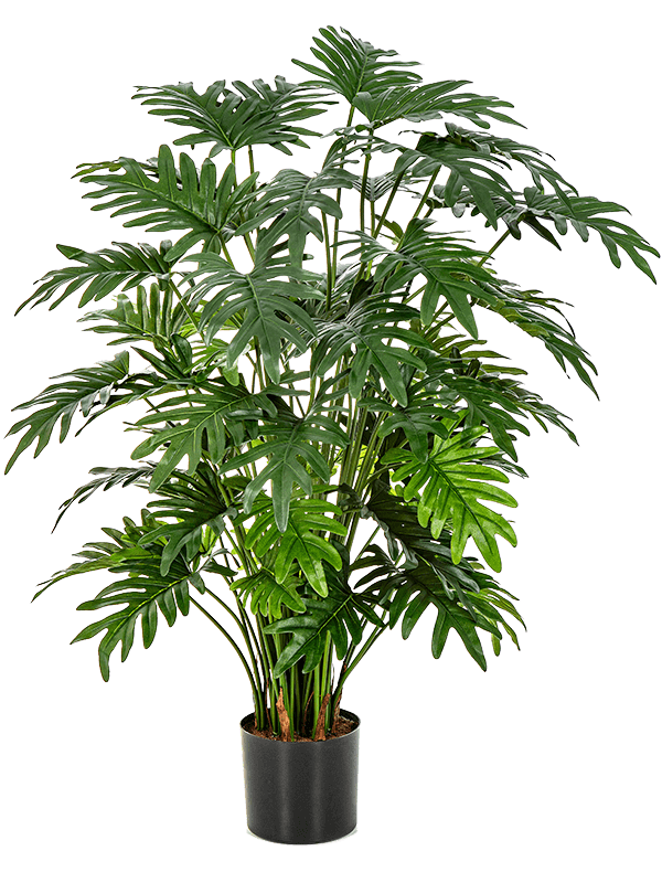 Philodendron selloum Bush (62x) - Foto 57866