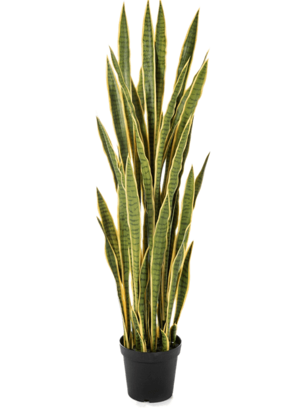 Sansevieria Tuft Typ 2 - Foto 57881