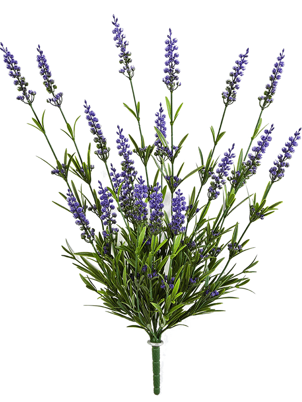 Lavender Bush Purple (19 fl.) - Foto 57887