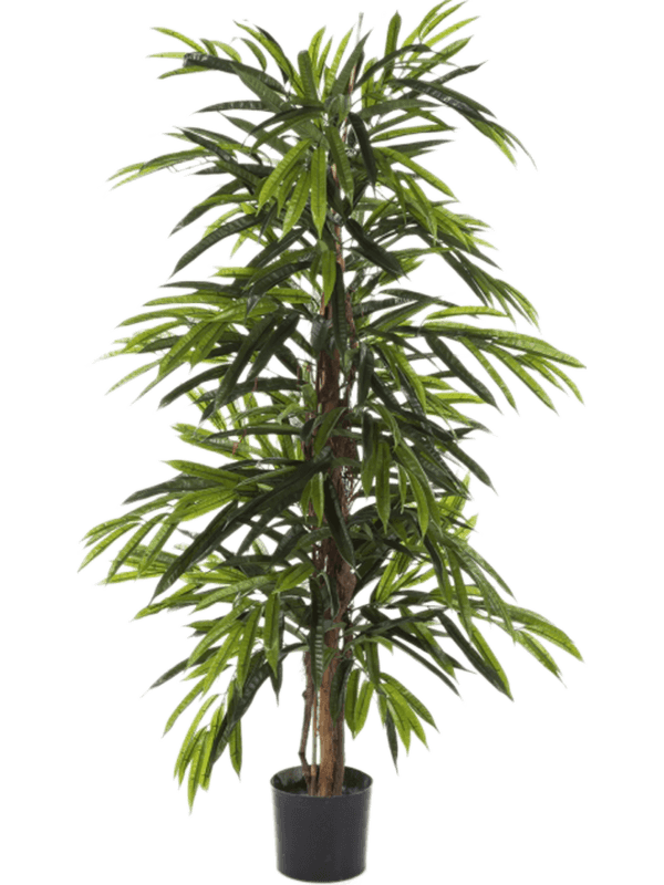 Longifolia Branched - Foto 57910