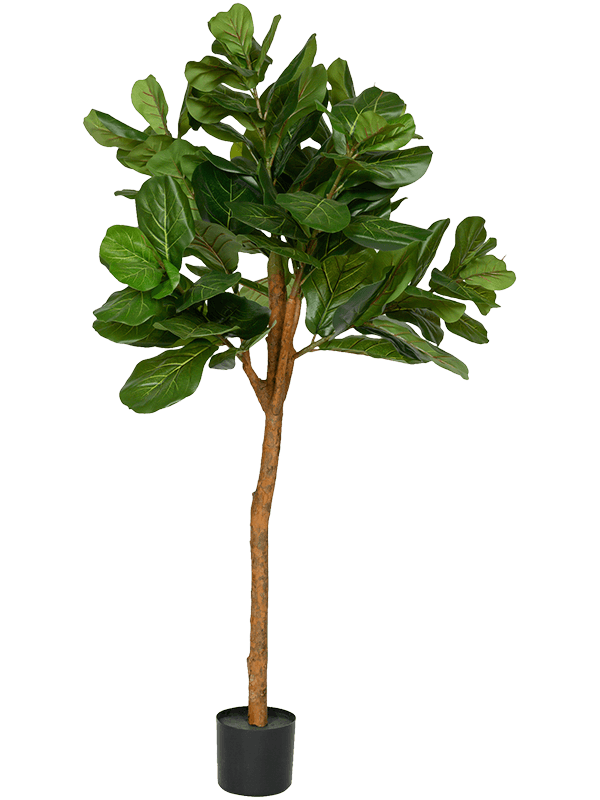 Ficus lyrata Branched - Foto 57925