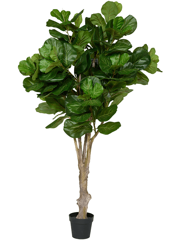 Ficus lyrata Branched - Foto 57926