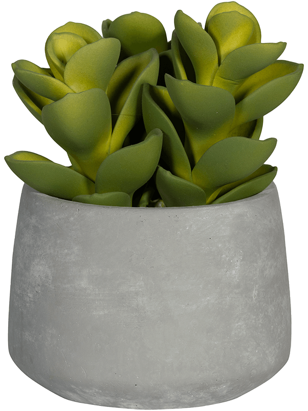 Succulent In Cement Pot - Foto 57944