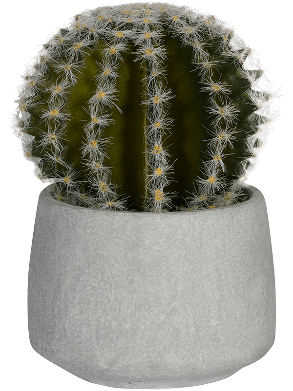 Cactus In Cement Pot - Foto 57945