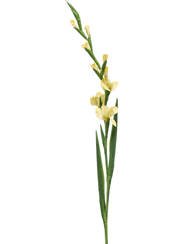 Gladiolus - Foto 57961