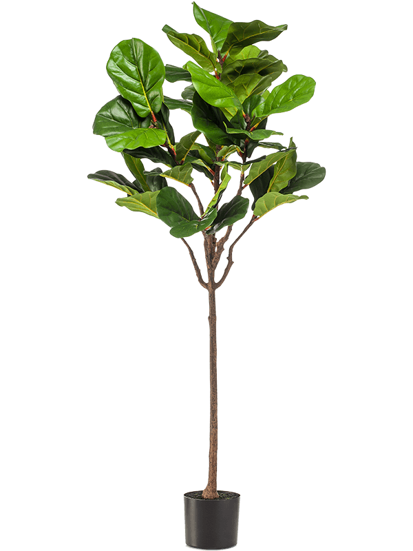 Ficus lyrata Branched - Foto 57996