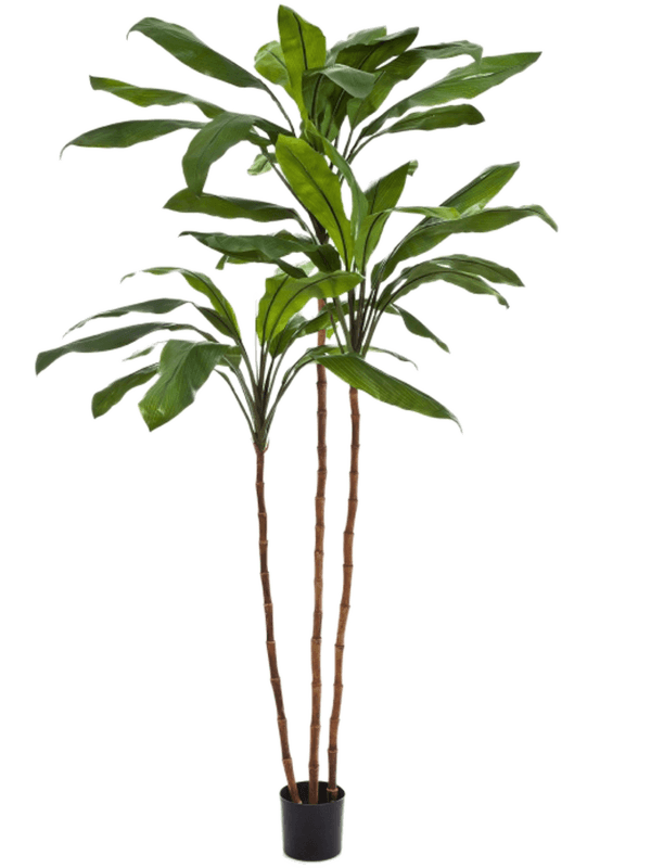 Cordyline fruticosa Branched Typ 2 - Foto 58012