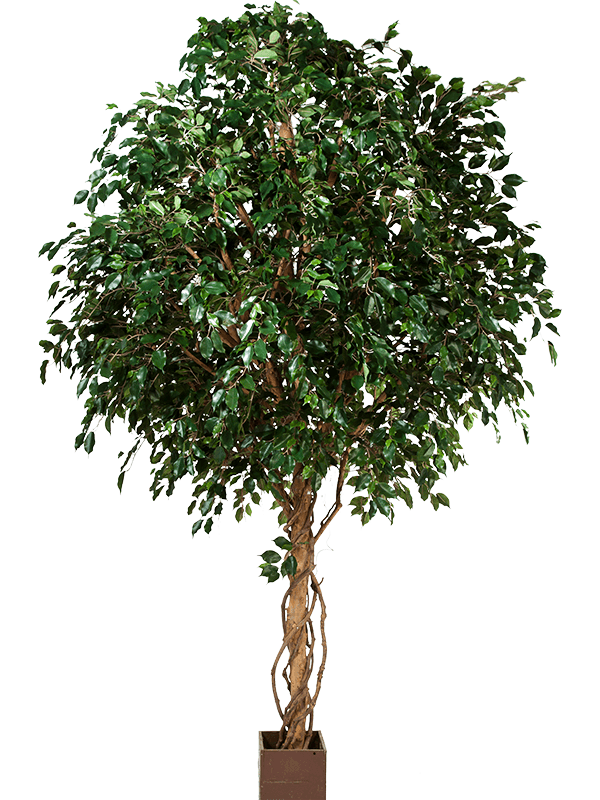 Ficus exotica Ball Typ 3 - Foto 58016