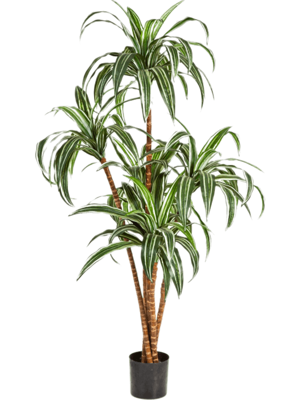 Dracaena Branched Typ 2 - Foto 58019