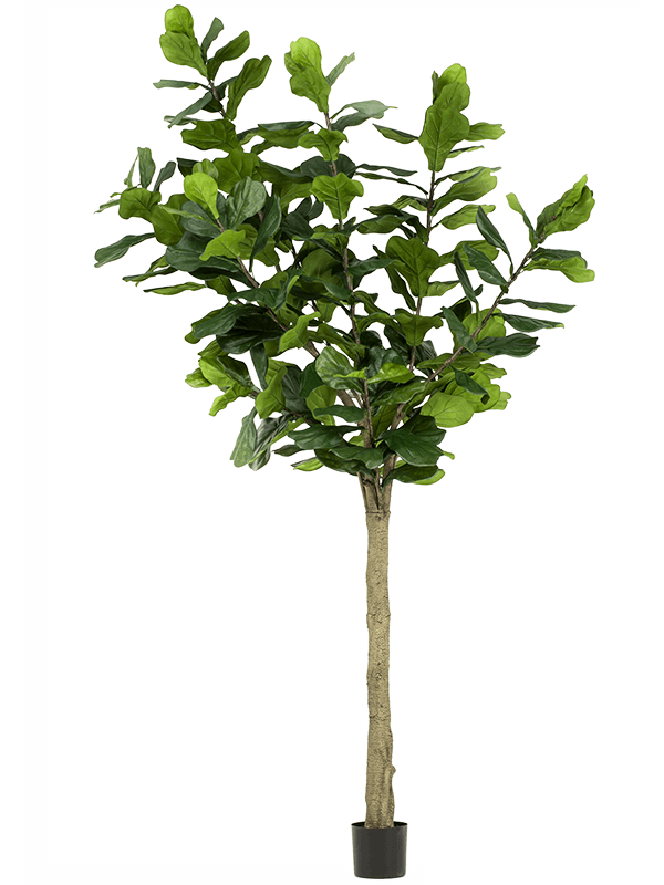 Ficus lyrata Branched (184 lvs.) - Foto 58025