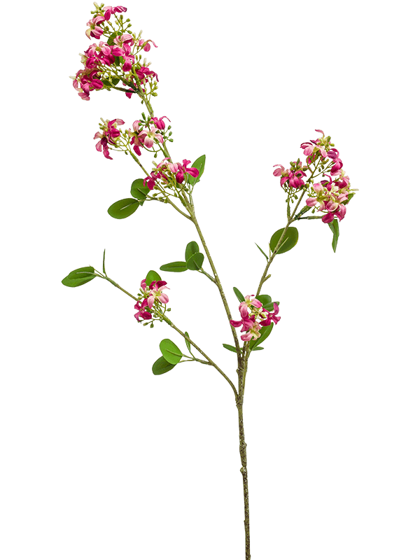 Verbena Fuchsia - Foto 58039