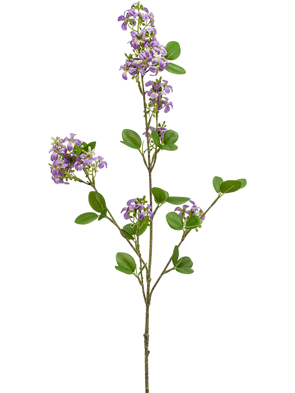 Verbena Lavender - Foto 58040