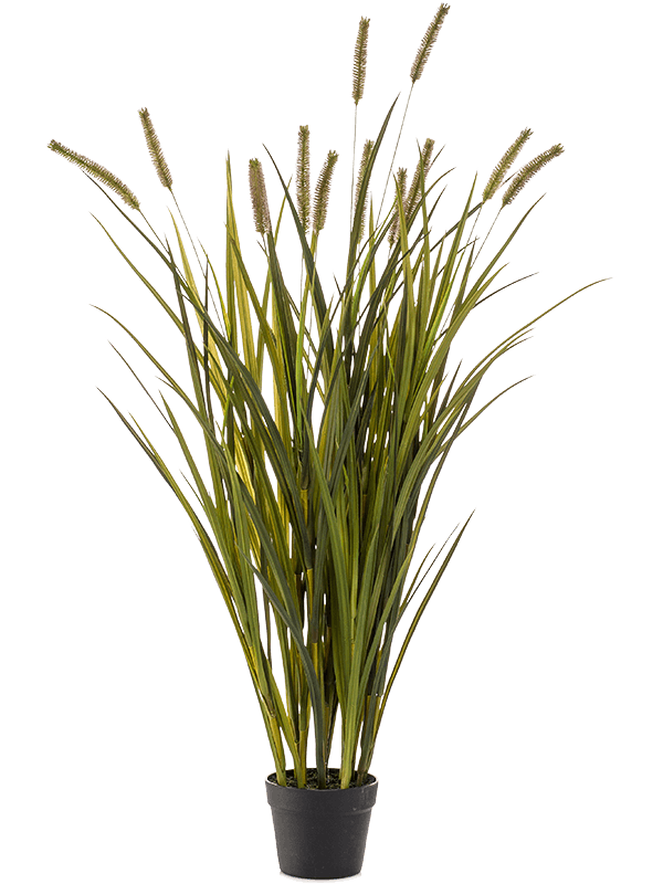 Grass Cattails Bush Typ 2 - Foto 58044