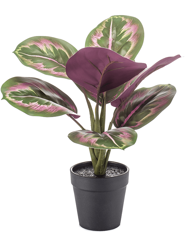 Calathea Bush Green/Pink - Foto 58065