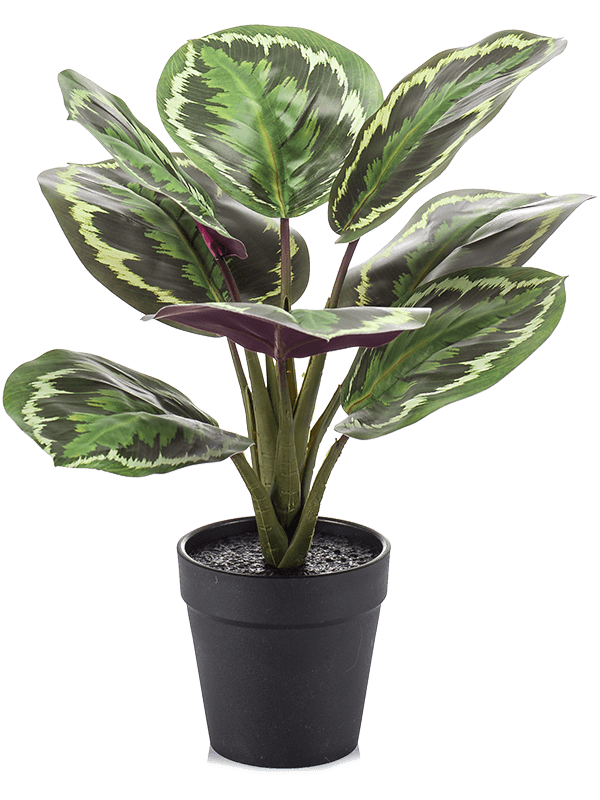 Calathea Bush - Foto 58066