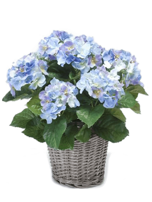 Hydrangea Bush Blue - Foto 58069