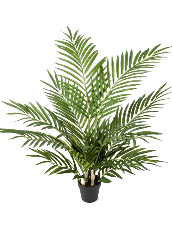 Areca Bush Typ 2 - Foto 58091