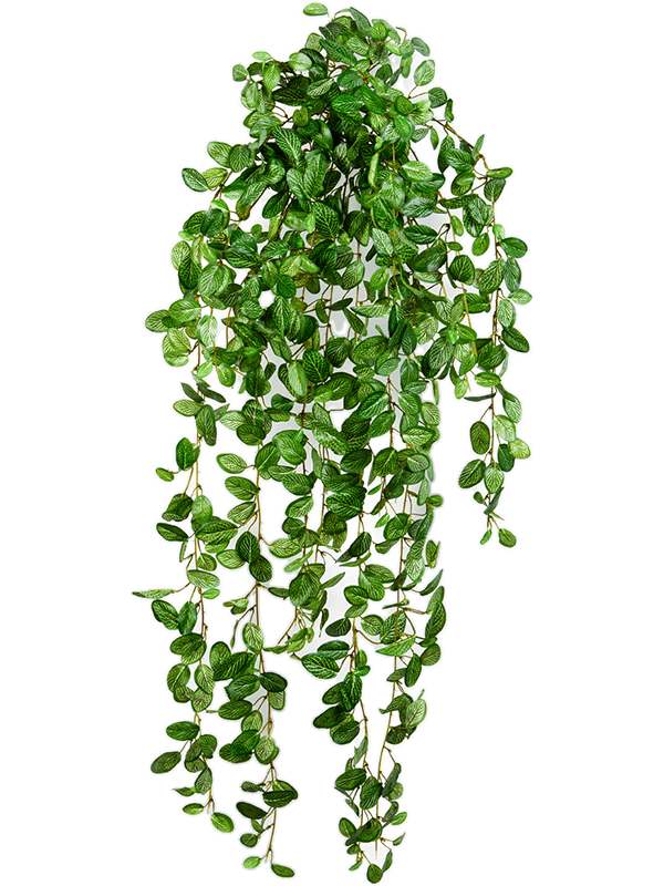 Fittonia Hanging Bush - Foto 58094
