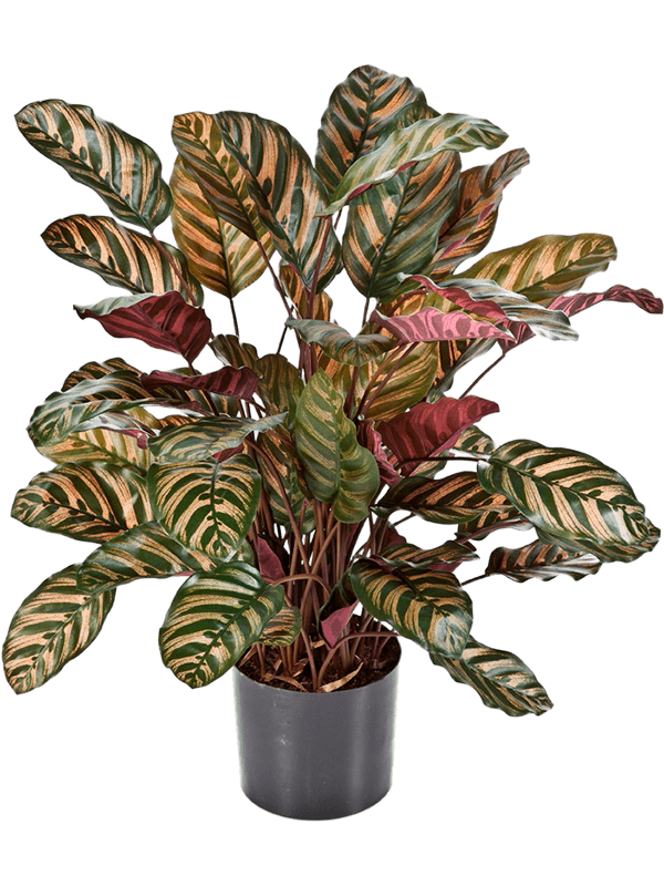 Calathea Bush Red (65 lvs.) - Foto 58100