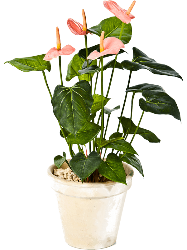 Anthurium Bush Pink - Foto 58104