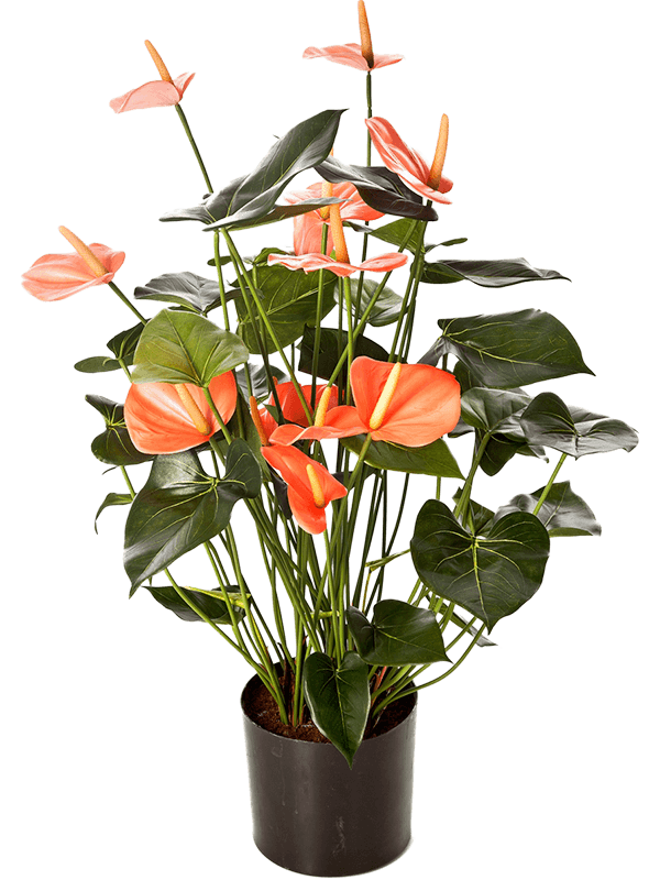 Anthurium Bush Pink Typ 2 - Foto 58107