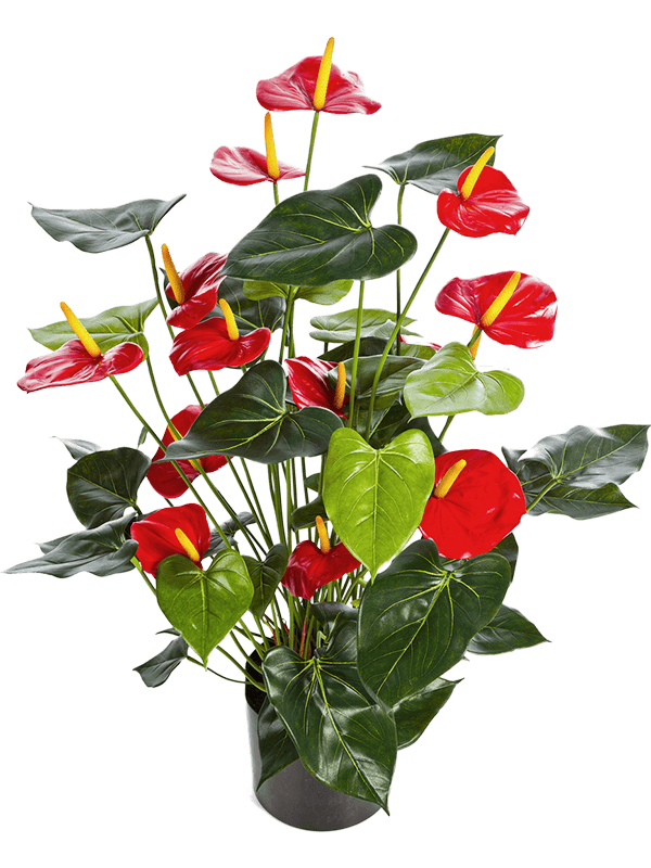 Anthurium Bush Red - Foto 58108