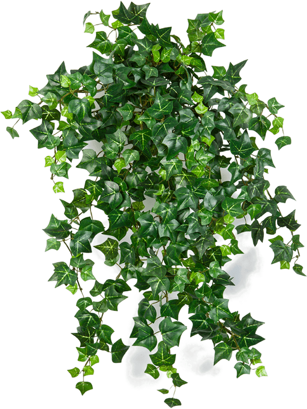Ivy english Hanging Bush - Foto 58117