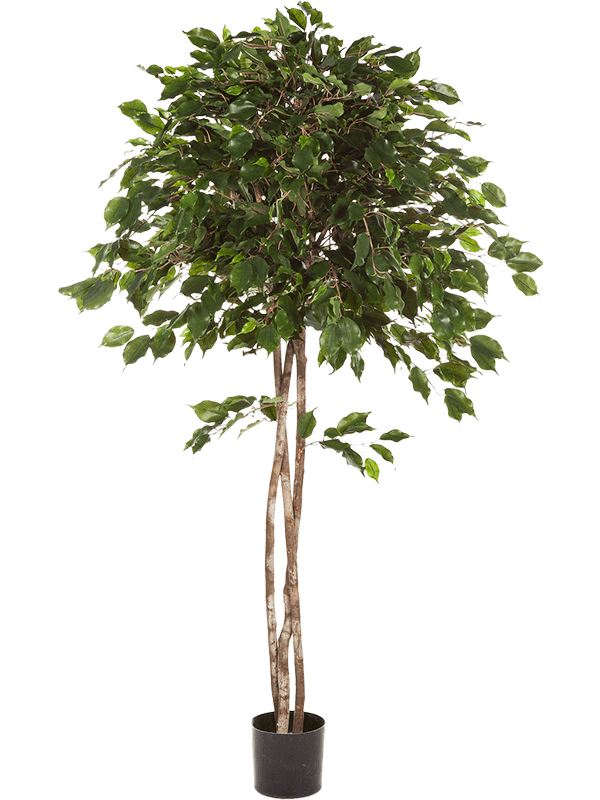 Ficus exotica Ball Typ 4 - Foto 58152
