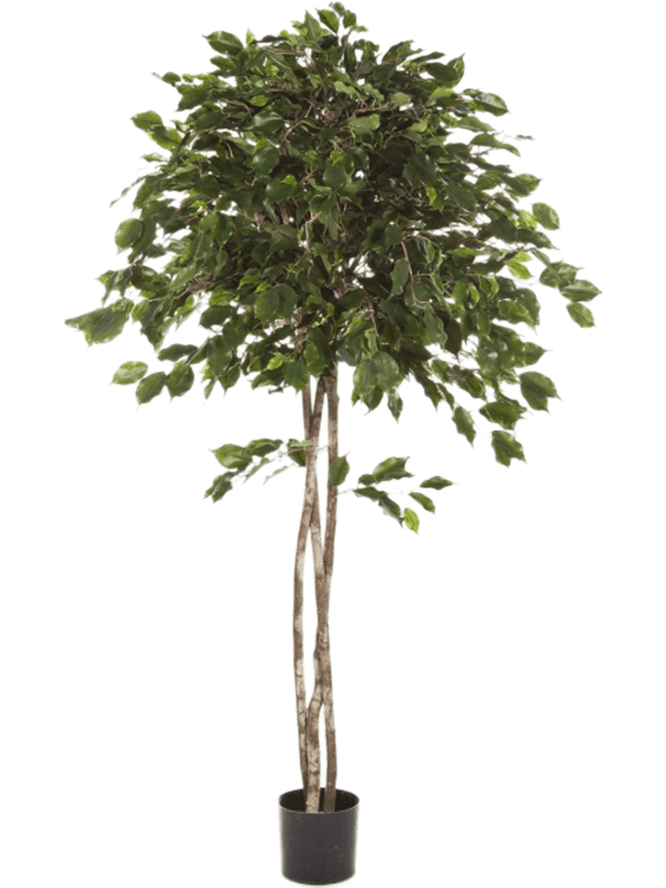 Ficus exotica Ball Typ 5 - Foto 58153