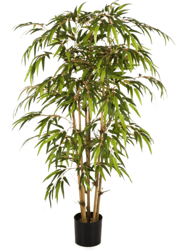 Bamboo Tree Typ 2 - Foto 58167