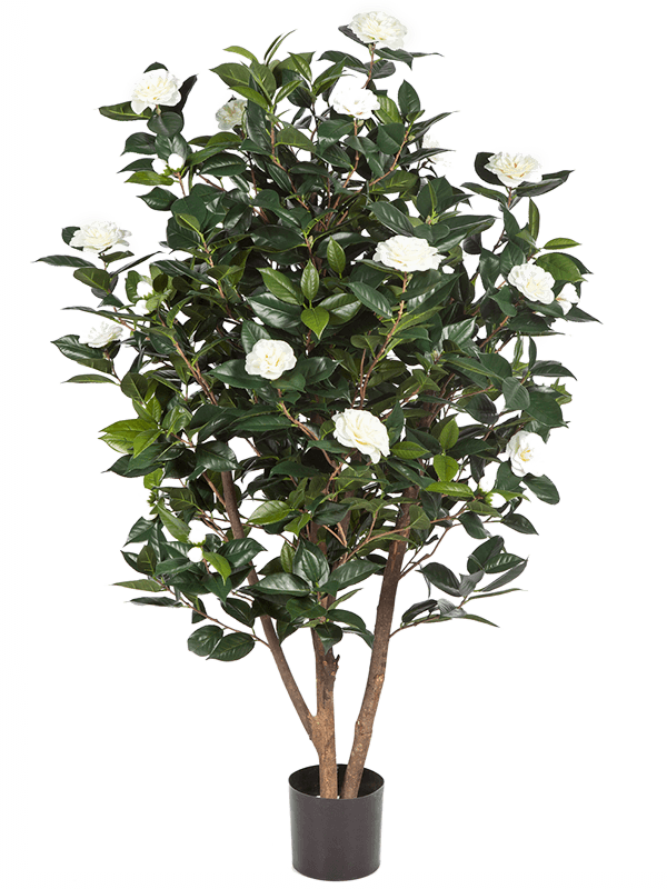 Camelia japonica Bush tree white - Foto 58181