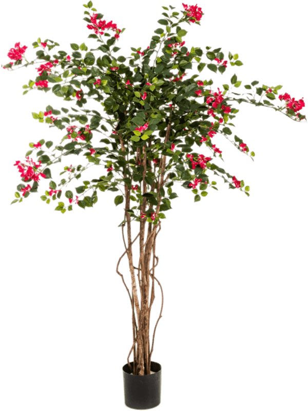 Bouganvillea nitida Branched Fuchsia - Foto 58183