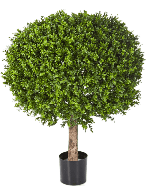 Boxwood Ball Typ 12 - Foto 58192