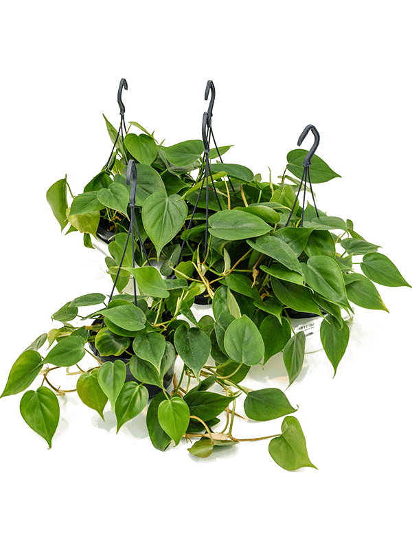 Philodendron scandens 4/tray Hanger - Foto 58306