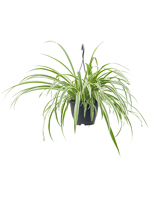 Chlorophytum comosum 'Vittatum' Hanger - Foto 58308