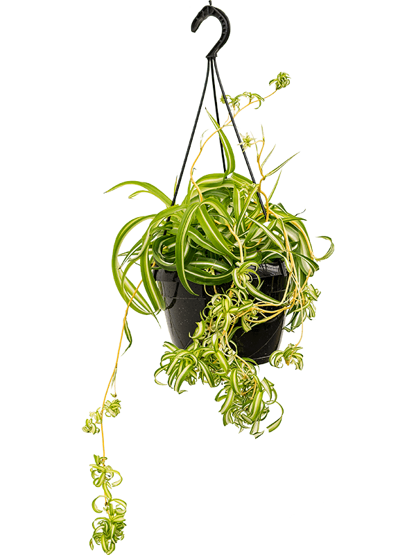 Chlorophytum comosum 'Bonnie' Hanger (40-50) - Foto 58309