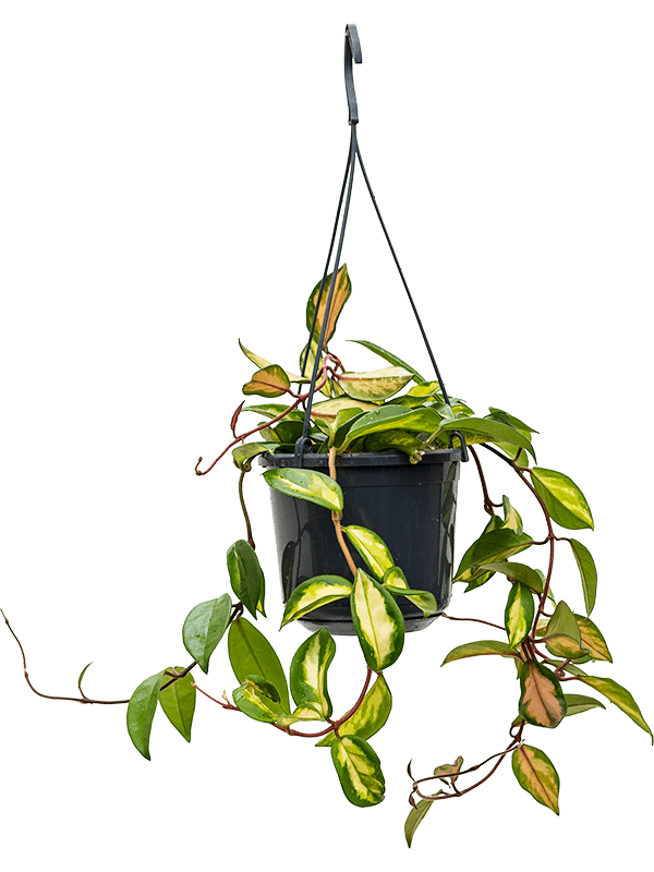 Hoya carnosa 'Tricolor' - Foto 58310