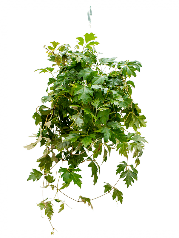 Cissus rhombifolia 'Ellen Danica' Hanger - Foto 58312
