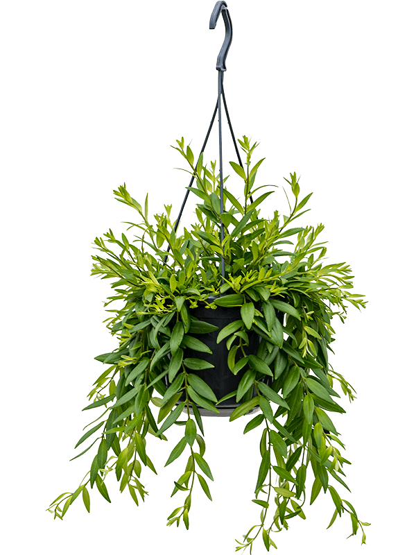 Aeschynanthus 'Japhrolepis' Hanger - Foto 58313